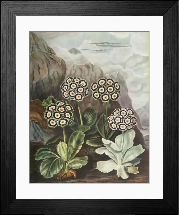 Framed Print : Auriculas, c1802-1821, (1948). Creator: Thomas Baxter Framed Print : Auriculas, c1802-1821, (1948). Creator: Thomas Baxter