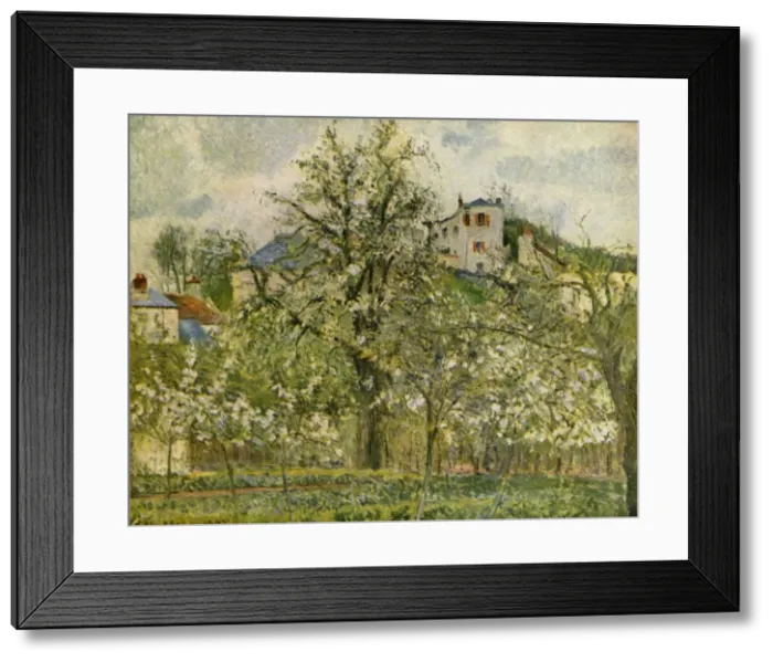 Framed Print : Kitchen-Garden with Flowering Fruit-Trees, 1877, (1939). Creator: Camille Pissarro Framed Print : Kitchen-Garden with Flowering Fruit-Trees, 1877, (1939). Creator: Camille Pissarro