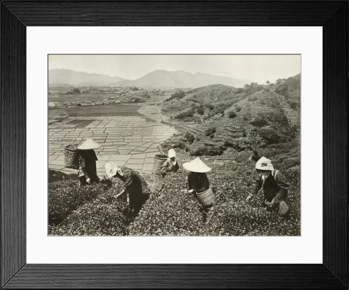 Framed Print : Tea on the Hills and Rice on the Plains, 1910. Creator: Herbert Ponting Framed Print : Tea on the Hills and Rice on the Plains, 1910. Creator: Herbert Ponting