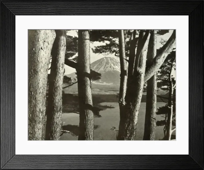 Framed Print : Fuji and the Pine Trees, 1910. Creator: Herbert Ponting Framed Print : Fuji and the Pine Trees, 1910. Creator: Herbert Ponting