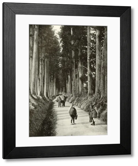Framed Print : The Cryptomerias at Nikko, 1910. Creator: Herbert Ponting Framed Print : The Cryptomerias at Nikko, 1910. Creator: Herbert Ponting