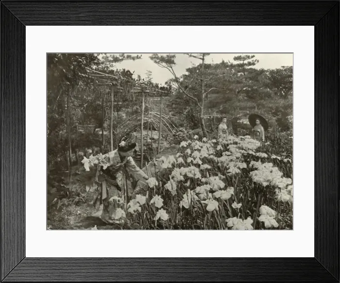 Framed Print : In An Iris Garden, 1910. Creator: Herbert Ponting Framed Print : In An Iris Garden, 1910. Creator: Herbert Ponting