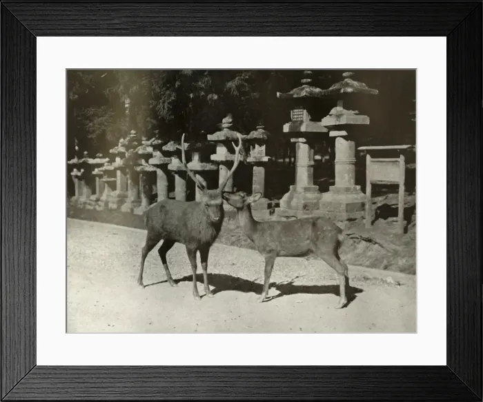 Framed Print : My Dear! A Study at Nara, 1910. Creator: Herbert Ponting Framed Print : My Dear! A Study at Nara, 1910. Creator: Herbert Ponting