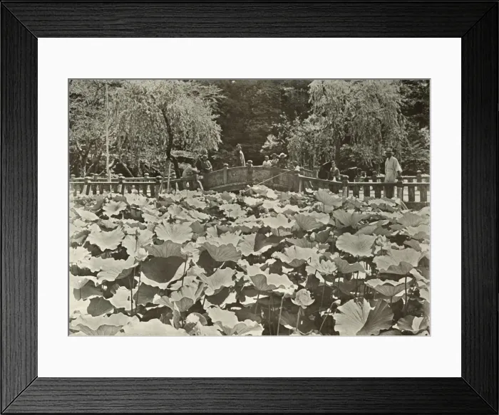 Framed Print : A Lotus Pond, 1910. Creator: Herbert Ponting Framed Print : A Lotus Pond, 1910. Creator: Herbert Ponting