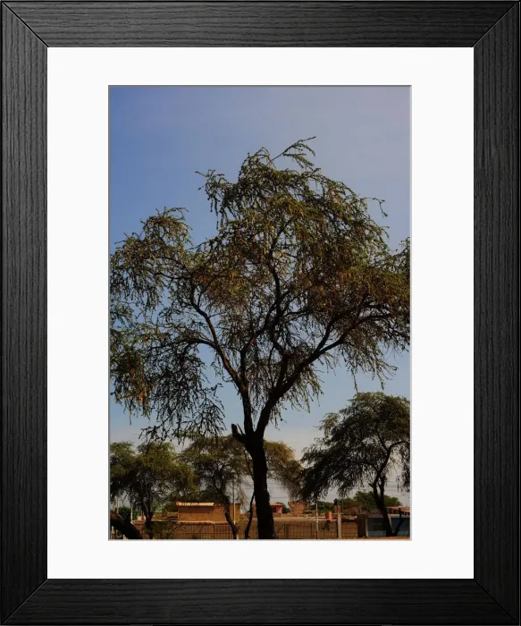 Framed Print : Zana, Lambayeque, Peru, 2015. Creator: Luis Rosendo Framed Print : Zana, Lambayeque, Peru, 2015. Creator: Luis Rosendo