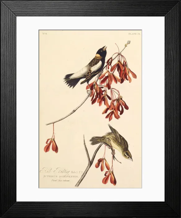Framed Print : The Ricebird. From The Birds of America, 1827-1838. Creator: Audubon Framed Print : The Ricebird. From The Birds of America, 1827-1838. Creator: Audubon