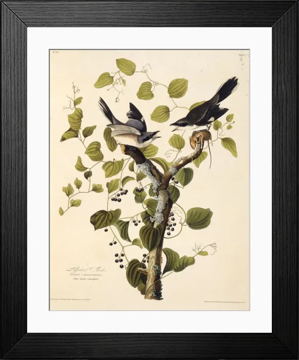 Framed Print : The loggerhead shrike. From The Birds of America, 1827-1838. Creator: Audubon Framed Print : The loggerhead shrike. From The Birds of America, 1827-1838. Creator: Audubon