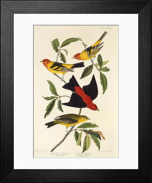 Framed Print : Western tanager. Scarlet tanager. From The Birds of America, 1827-1838 Framed Print : Western tanager. Scarlet tanager. From The Birds of America, 1827-1838