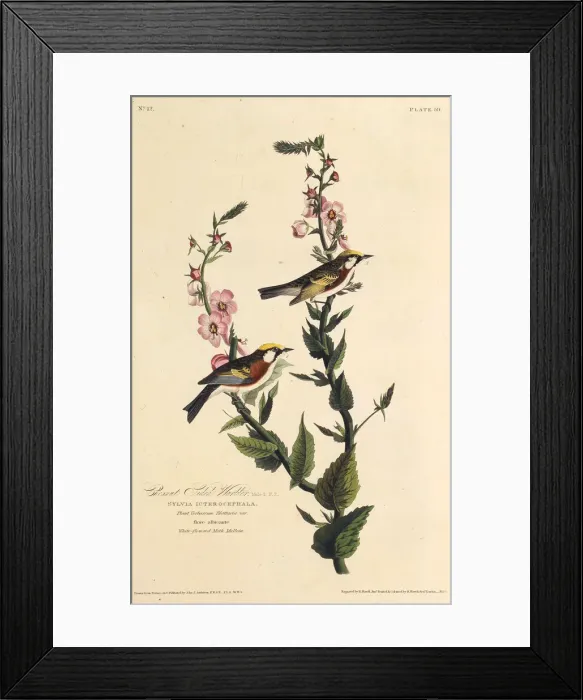 Framed Print : The chestnut-sided warbler. From The Birds of America, 1827-1838. Creator: Audubon Framed Print : The chestnut-sided warbler. From The Birds of America, 1827-1838. Creator: Audubon