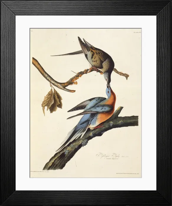 Framed Print : The passenger pigeon. From The Birds of America, 1827-1838. Creator: Audubon Framed Print : The passenger pigeon. From The Birds of America, 1827-1838. Creator: Audubon