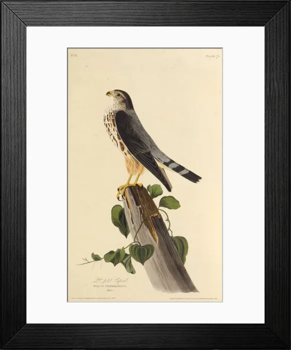 Framed Print : The merlin. From The Birds of America, 1827-1838. Creator: Audubon, John James Framed Print : The merlin. From The Birds of America, 1827-1838. Creator: Audubon, John James