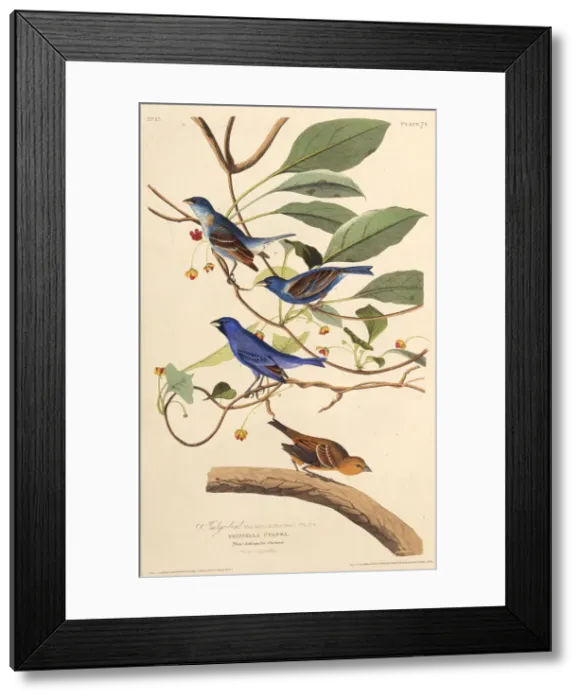Framed Print : The indigobirds. From The Birds of America, 1827-1838. Creator: Audubon Framed Print : The indigobirds. From The Birds of America, 1827-1838. Creator: Audubon