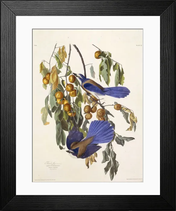Framed Print : The Florida scrub jay. From The Birds of America, 1827-1838. Creator: Audubon Framed Print : The Florida scrub jay. From The Birds of America, 1827-1838. Creator: Audubon