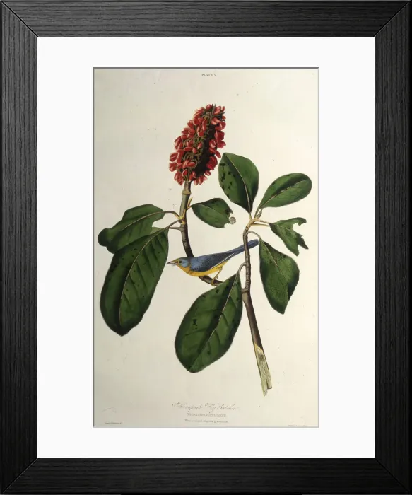 Framed Print : The Canada warbler. From The Birds of America, 1827-1838. Creator: Audubon Framed Print : The Canada warbler. From The Birds of America, 1827-1838. Creator: Audubon