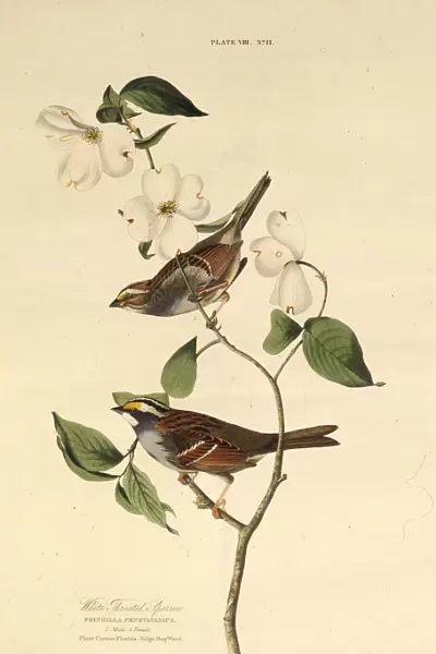 The white-throated sparrow. From The Birds of America, 1827-1838. Creator: Audubon