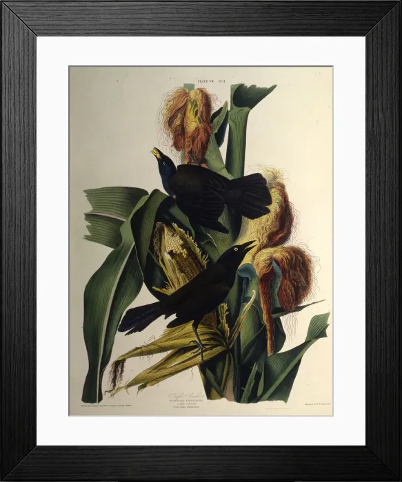 Framed Print : The common grackle. From The Birds of America, 1827-1838. Creator: Audubon Framed Print : The common grackle. From The Birds of America, 1827-1838. Creator: Audubon