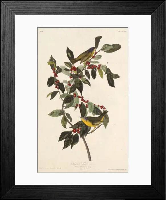 Framed Print : The Nashville warbler. From The Birds of America, 1827-1838. Creator: Audubon Framed Print : The Nashville warbler. From The Birds of America, 1827-1838. Creator: Audubon