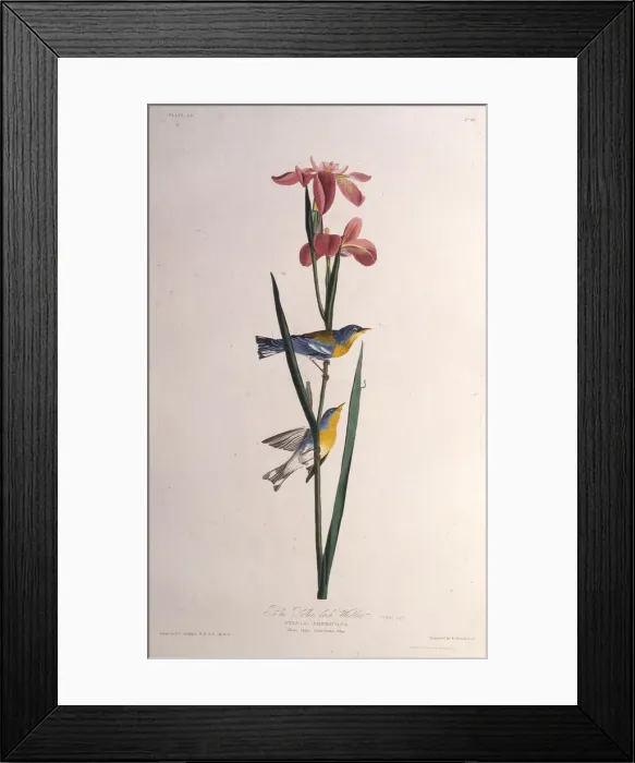Framed Print : Blue Yellow-backed Warbler. From The Birds of America, 1827-1838. Creator: Audubon Framed Print : Blue Yellow-backed Warbler. From The Birds of America, 1827-1838. Creator: Audubon