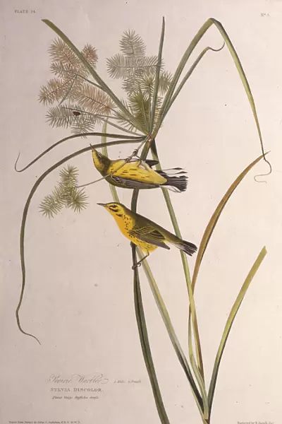 The prairie warbler. From The Birds of America, 1827-1838. Creator: Audubon