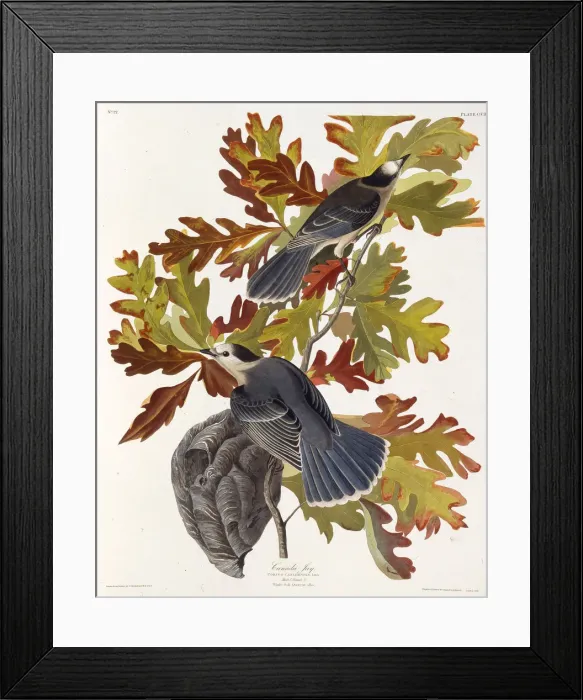 Framed Print : The grey jay. From The Birds of America, 1827-1838. Creator: Audubon Framed Print : The grey jay. From The Birds of America, 1827-1838. Creator: Audubon