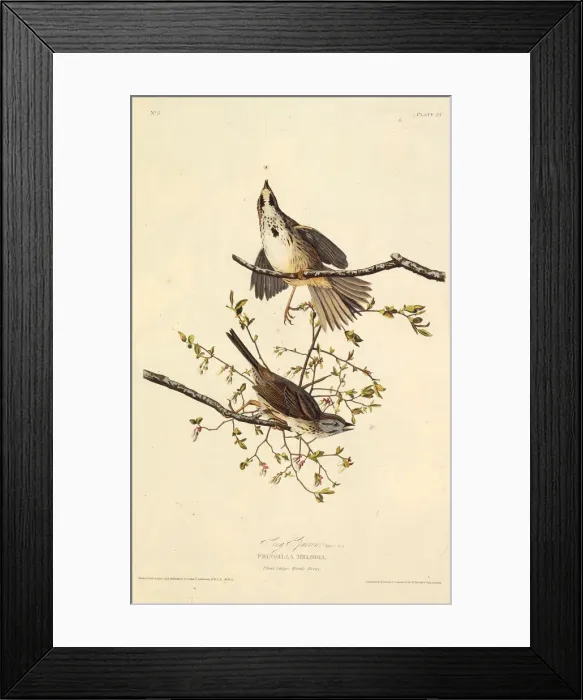 Framed Print : The song sparrow. From The Birds of America, 1827-1838. Creator: Audubon Framed Print : The song sparrow. From The Birds of America, 1827-1838. Creator: Audubon