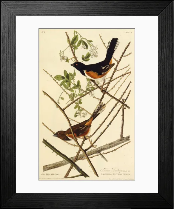Framed Print : The eastern towhee. From The Birds of America, 1827-1838. Creator: Audubon Framed Print : The eastern towhee. From The Birds of America, 1827-1838. Creator: Audubon