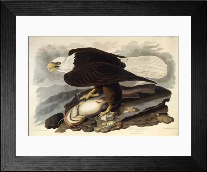 Framed Print : The bald eagle. From The Birds of America, 1827-1838. Creator: Audubon Framed Print : The bald eagle. From The Birds of America, 1827-1838. Creator: Audubon