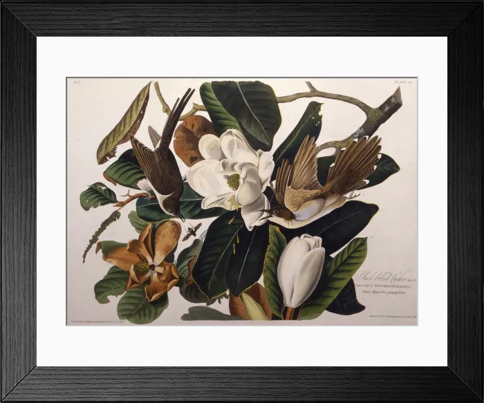 Framed Print : The black-billed cuckoo. From The Birds of America, 1827-1838. Creator: Audubon Framed Print : The black-billed cuckoo. From The Birds of America, 1827-1838. Creator: Audubon