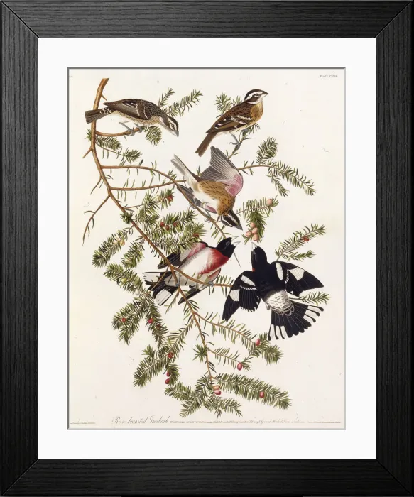 Framed Print : The rose-breasted grosbeak. From The Birds of America, 1827-1838. Creator: Audubon Framed Print : The rose-breasted grosbeak. From The Birds of America, 1827-1838. Creator: Audubon