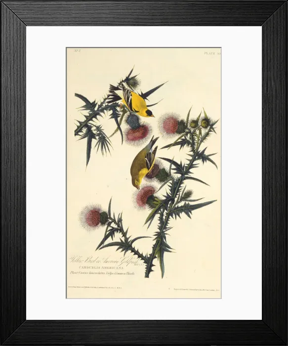 Framed Print : The American goldfinch. From The Birds of America, 1827-1838. Creator: Audubon Framed Print : The American goldfinch. From The Birds of America, 1827-1838. Creator: Audubon