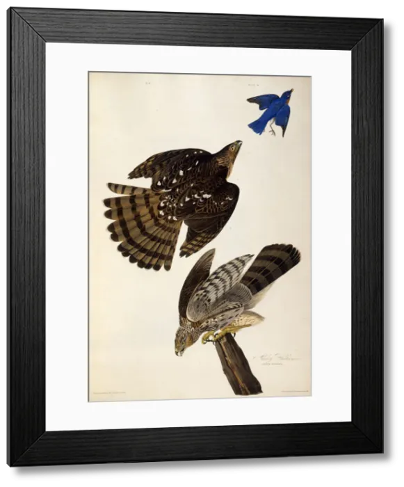 Framed Print : Stanley Hawks. From The Birds of America, 1827-1838. Creator: Audubon Framed Print : Stanley Hawks. From The Birds of America, 1827-1838. Creator: Audubon