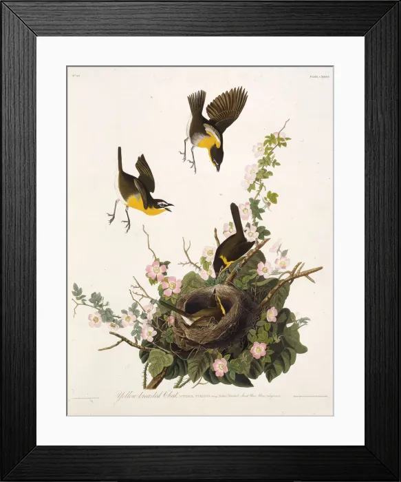 Framed Print : The yellow-breasted chat. From The Birds of America, 1827-1838. Creator: Audubon Framed Print : The yellow-breasted chat. From The Birds of America, 1827-1838. Creator: Audubon