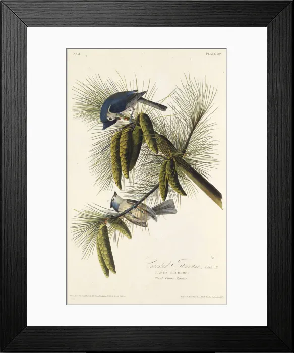 Framed Print : The black-crested titmouse. From The Birds of America, 1827-1838. Creator: Audubon Framed Print : The black-crested titmouse. From The Birds of America, 1827-1838. Creator: Audubon