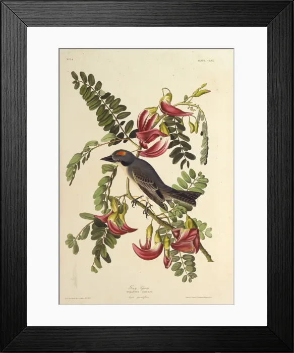 Framed Print : Gray Tyrant. From The Birds of America, 1827-1838. Creator: Audubon, John James Framed Print : Gray Tyrant. From The Birds of America, 1827-1838. Creator: Audubon, John James