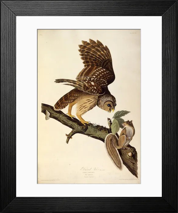 Framed Print : The barred owl. From The Birds of America, 1827-1838. Creator: Audubon Framed Print : The barred owl. From The Birds of America, 1827-1838. Creator: Audubon