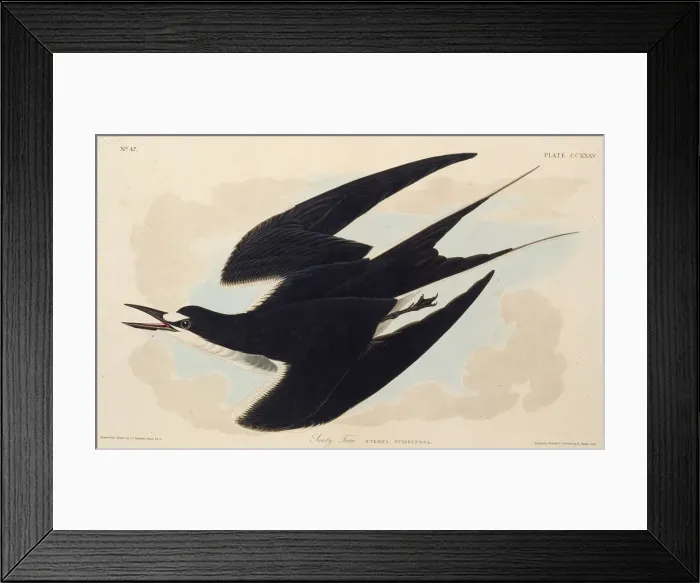 Framed Print : The sooty tern. From The Birds of America, 1827-1838. Creator: Audubon Framed Print : The sooty tern. From The Birds of America, 1827-1838. Creator: Audubon