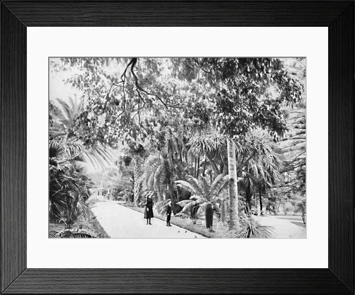 Framed Print : Tropical Palms and Ferns in the Botanical Gardens, c1900. Creator: Unknown Framed Print : Tropical Palms and Ferns in the Botanical Gardens, c1900. Creator: Unknown