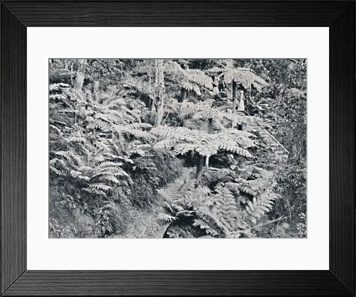 Framed Print : A Forest of Tree Ferns, Leura, Blue Mountains, c1900. Creator: Unknown Framed Print : A Forest of Tree Ferns, Leura, Blue Mountains, c1900. Creator: Unknown