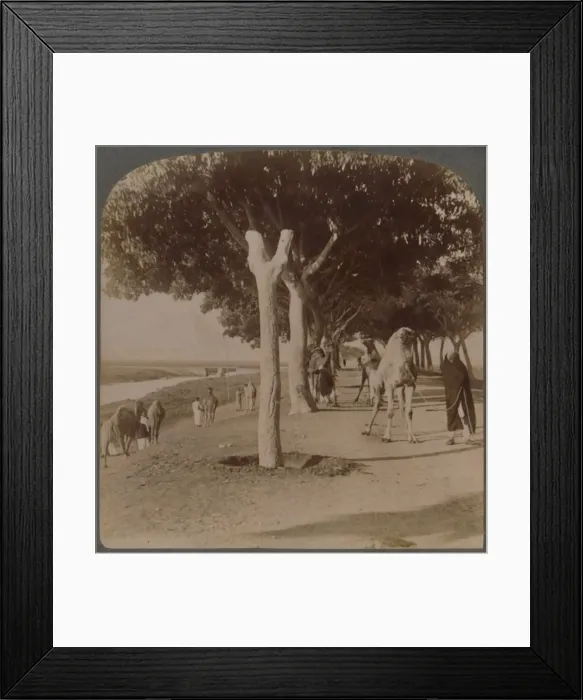 Framed Print : The Road to the Pyramids, Egypt, 1896. Creator: Underwood & Underwood Framed Print : The Road to the Pyramids, Egypt, 1896. Creator: Underwood & Underwood