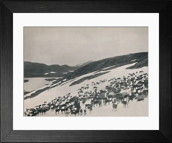 Framed Print : Reindeer on the Mountains, 1914. Creator: Unknown Framed Print : Reindeer on the Mountains, 1914. Creator: Unknown