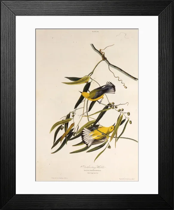 Framed Print : The prothonotary warbler. From The Birds of America, 1827-1838. Creator: Audubon Framed Print : The prothonotary warbler. From The Birds of America, 1827-1838. Creator: Audubon