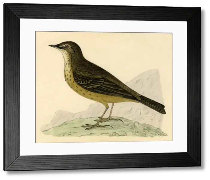 Framed Print : Rock Pipit, late 19th century. Creator: Unknown Framed Print : Rock Pipit, late 19th century. Creator: Unknown
