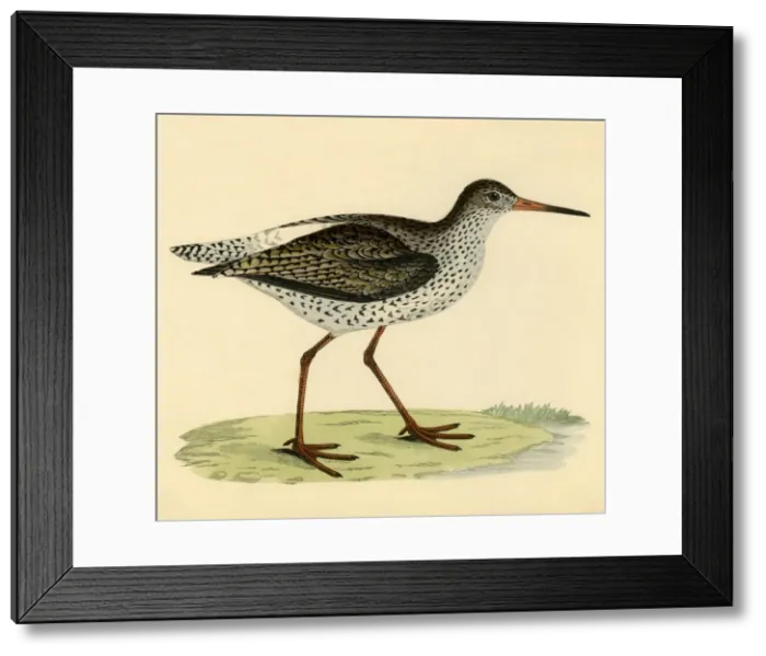 Framed Print : Redshank, late 19th century. Creator: Unknown Framed Print : Redshank, late 19th century. Creator: Unknown