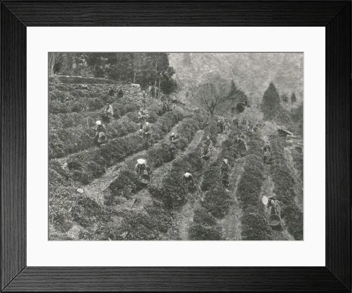 Framed Print : A tea plantation outside the town, Kobe, Japan, 1895. Creator: Unknown Framed Print : A tea plantation outside the town, Kobe, Japan, 1895. Creator: Unknown