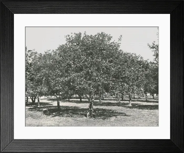 Framed Print : An orange grove near the city, St Augustine, USA, 1895. Creator: Unknown Framed Print : An orange grove near the city, St Augustine, USA, 1895. Creator: Unknown