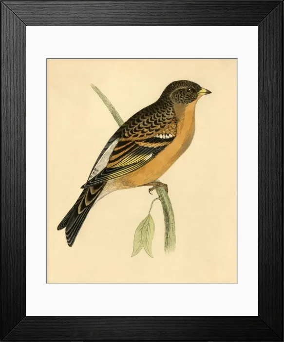 Framed Print : Mountain Finch, late 19th century. Creator: Unknown Framed Print : Mountain Finch, late 19th century. Creator: Unknown