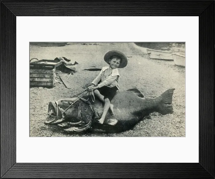Framed Print : A Fishy Steed! - A Black Sea-Bass - weight 363 pounds, 1901. Creator: Unknown Framed Print : A Fishy Steed! - A Black Sea-Bass - weight 363 pounds, 1901. Creator: Unknown