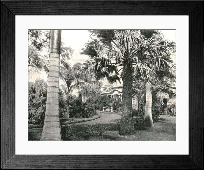 Framed Print : Typical Hawaiian yard, Honolulu, USA, 1895. Creator: Unknown Framed Print : Typical Hawaiian yard, Honolulu, USA, 1895. Creator: Unknown