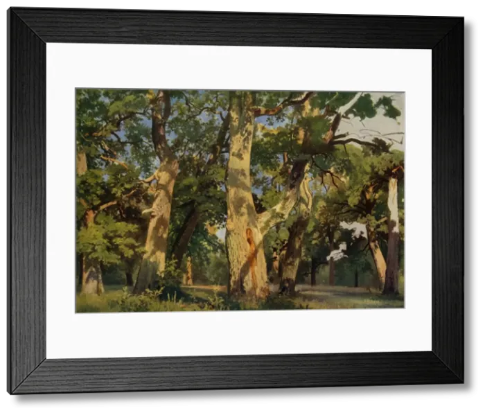 Framed Print : Oak Trees at Eventide, 1887, (1965). Creator: Ivan Shishkin Framed Print : Oak Trees at Eventide, 1887, (1965). Creator: Ivan Shishkin