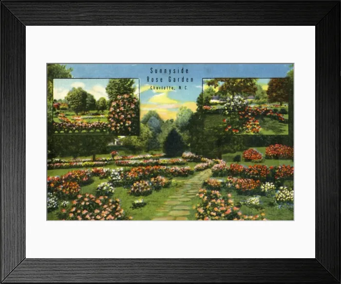 Framed Print : Sunnyside Rose Garden, Charlotte, N. C. 1942. Creator: Unknown Framed Print : Sunnyside Rose Garden, Charlotte, N. C. 1942. Creator: Unknown